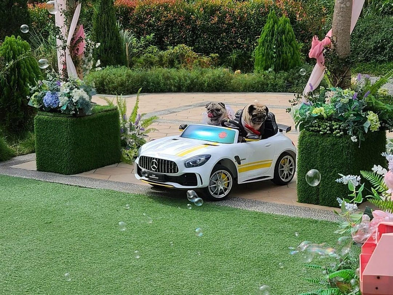 青青食尚花園會館